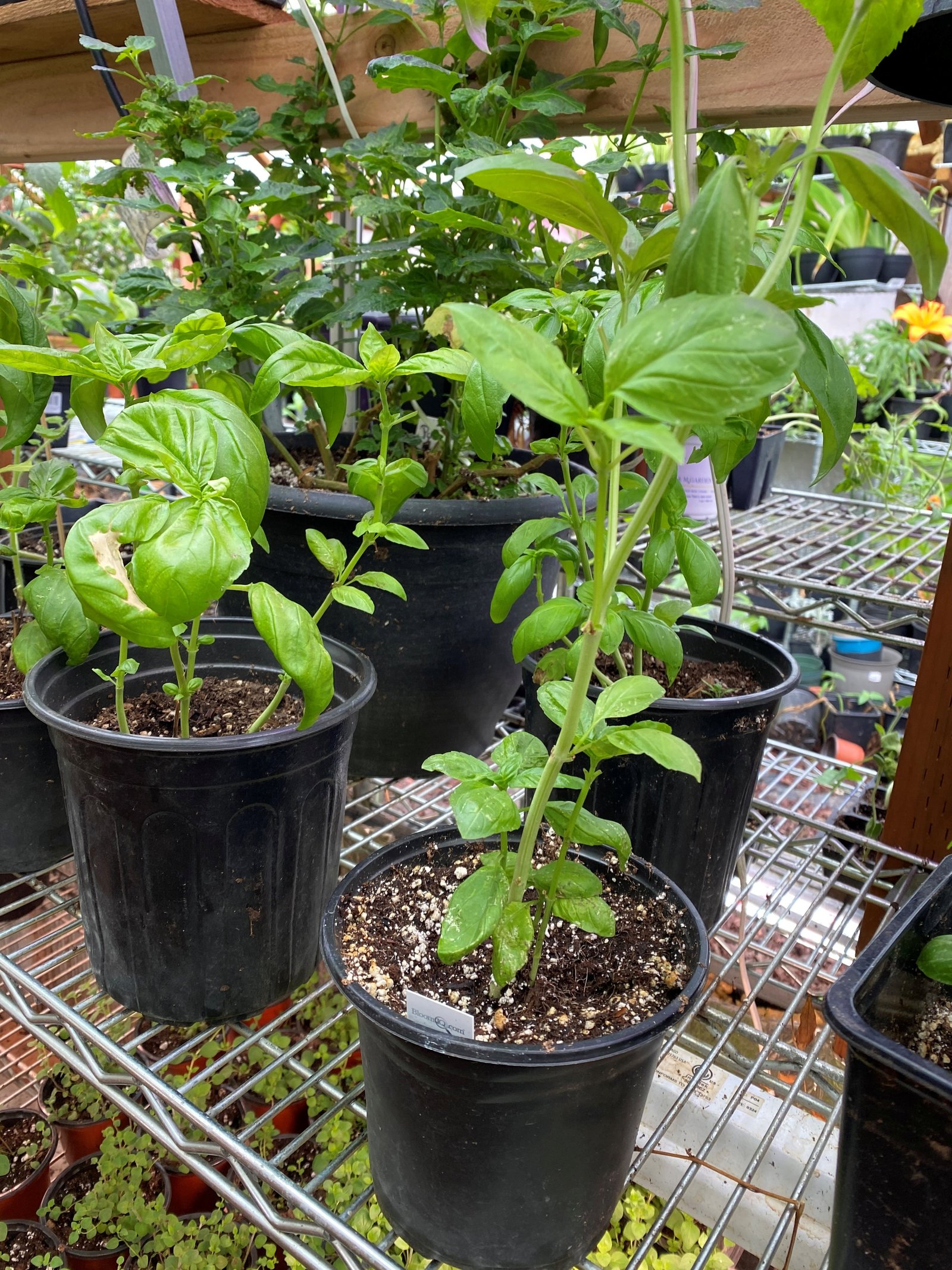 Basil and other plants growing on greenhouse shelving at Secret Garden